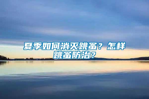 夏季如何消滅跳蚤？怎樣跳蚤防治？