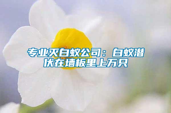 專業(yè)滅白蟻公司：白蟻潛伏在墻板里上萬只