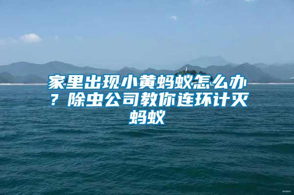 家里出現(xiàn)小黃螞蟻怎么辦？除蟲公司教你連環(huán)計滅螞蟻