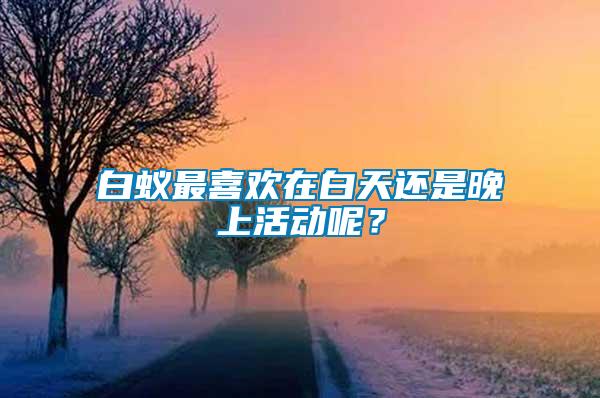 白蟻最喜歡在白天還是晚上活動呢？