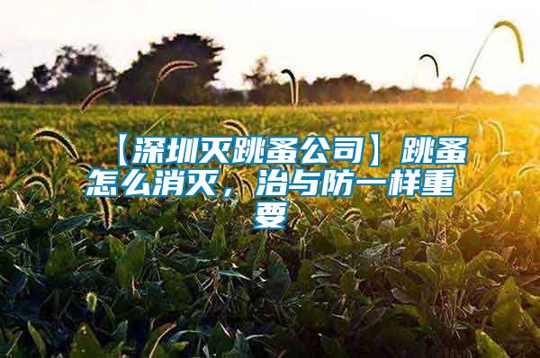 【深圳滅跳蚤公司】跳蚤怎么消滅，治與防一樣重要