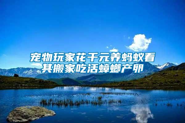 寵物玩家花千元養(yǎng)螞蟻看其搬家吃活蟑螂產(chǎn)卵