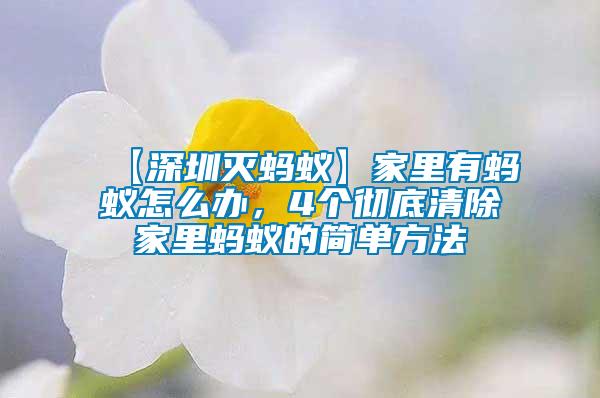 【深圳滅螞蟻】家里有螞蟻怎么辦，4個徹底清除家里螞蟻的簡單方法