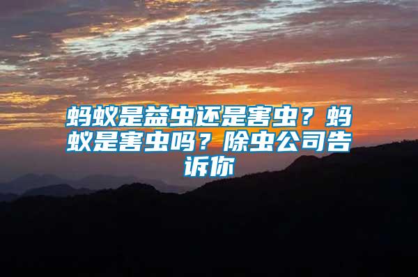 螞蟻是益蟲還是害蟲？螞蟻是害蟲嗎？除蟲公司告訴你