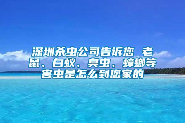 深圳殺蟲公司告訴您 老鼠、白蟻、臭蟲、蟑螂等害蟲是怎么到您家的