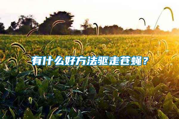 有什么好方法驅(qū)走蒼蠅？