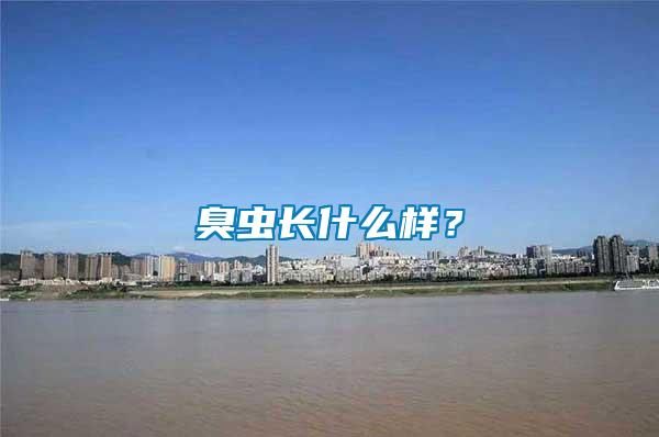 臭蟲長(zhǎng)什么樣？