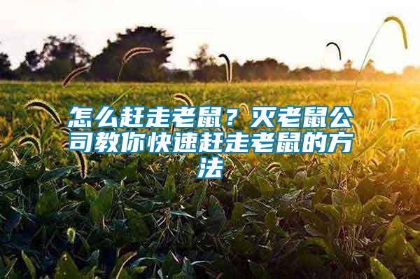 怎么趕走老鼠？滅老鼠公司教你快速趕走老鼠的方法