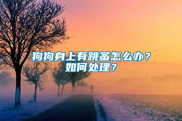 狗狗身上有跳蚤怎么辦？如何處理？