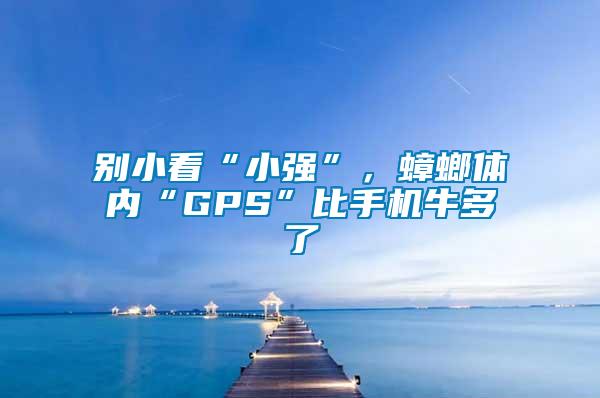 別小看“小強(qiáng)”，蟑螂體內(nèi)“GPS”比手機(jī)牛多了