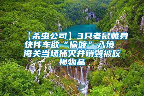 【殺蟲公司】3只老鼠藏身快件車欲“偷渡”入境 海關(guān)當場捕滅并銷毀被咬損物品