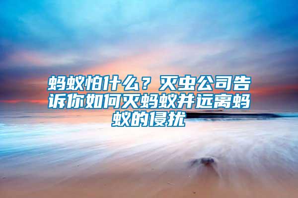 螞蟻怕什么？滅蟲公司告訴你如何滅螞蟻并遠離螞蟻的侵擾