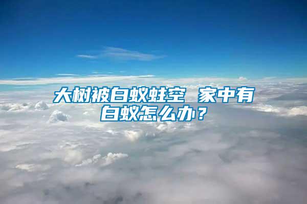 大樹被白蟻蛀空 家中有白蟻怎么辦？