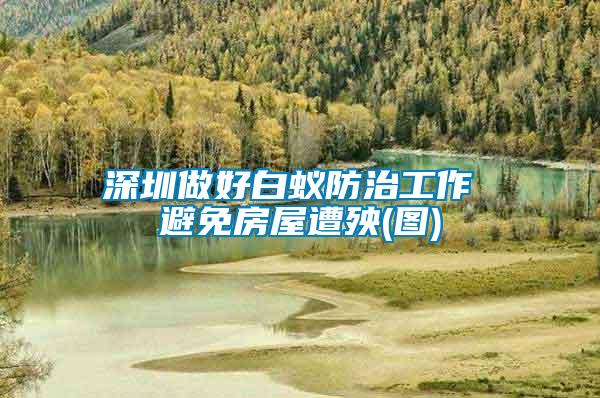 深圳做好白蟻防治工作 避免房屋遭殃(圖)