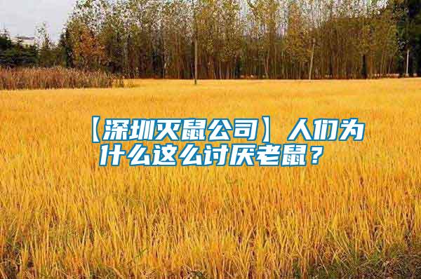 【深圳滅鼠公司】人們?yōu)槭裁催@么討厭老鼠？