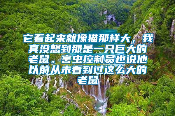 它看起來就像貓那樣大，我真沒想到那是一只巨大的老鼠。害蟲控制員也說他以前從未看到過這么大的老鼠