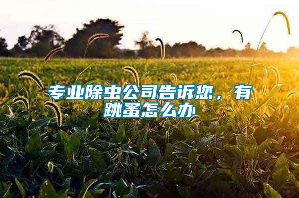 專業(yè)除蟲公司告訴您，有跳蚤怎么辦