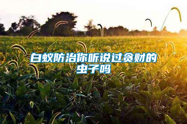 白蟻防治你聽說過貪財(cái)?shù)南x子嗎