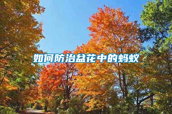 如何防治盆花中的螞蟻