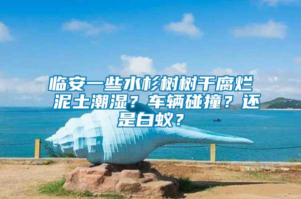 臨安一些水杉樹樹干腐爛 泥土潮濕？車輛碰撞？還是白蟻？