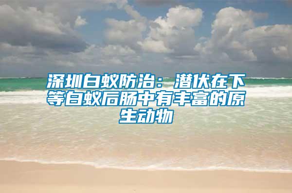 深圳白蟻防治：潛伏在下等白蟻后腸中有豐富的原生動(dòng)物