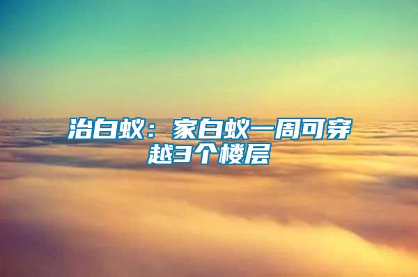 治白蟻：家白蟻一周可穿越3個樓層