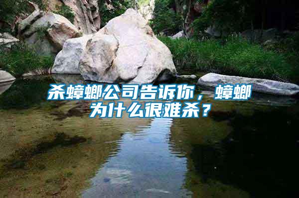 殺蟑螂公司告訴你，蟑螂為什么很難殺？