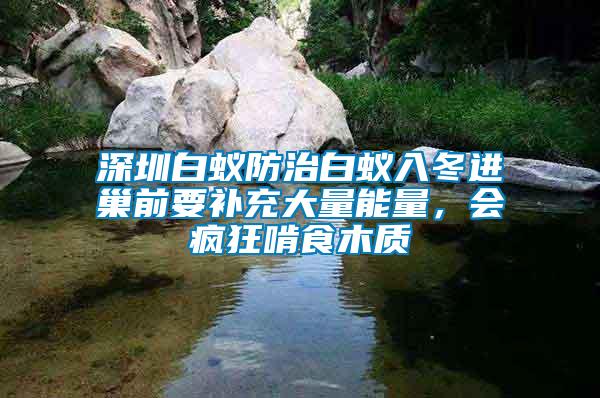 深圳白蟻防治白蟻入冬進(jìn)巢前要補(bǔ)充大量能量，會(huì)瘋狂啃食木質(zhì)