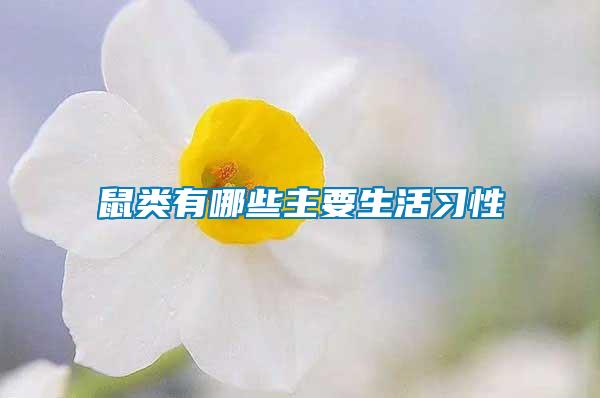 鼠類(lèi)有哪些主要生活習(xí)性