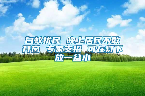 白蟻擾民 晚上居民不敢開窗 專家支招 可在燈下放一盆水