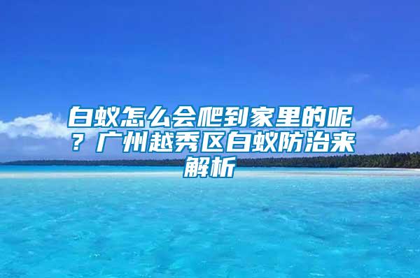 白蟻怎么會爬到家里的呢？廣州越秀區(qū)白蟻防治來解析