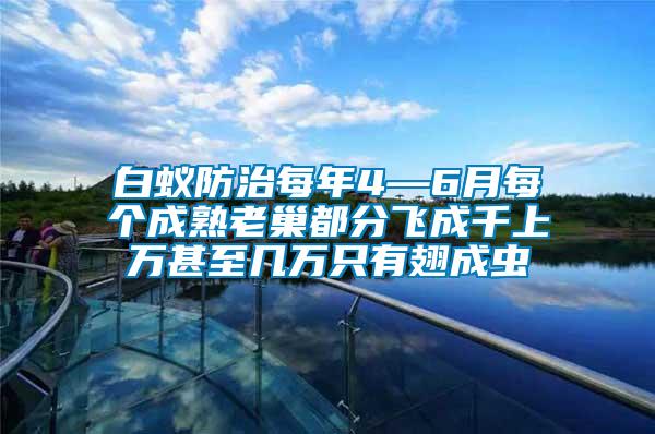 白蟻防治每年4—6月每個成熟老巢都分飛成千上萬甚至幾萬只有翅成蟲