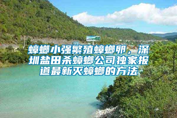 蟑螂小強繁殖蟑螂卵，深圳鹽田殺蟑螂公司獨家報道最新滅蟑螂的方法