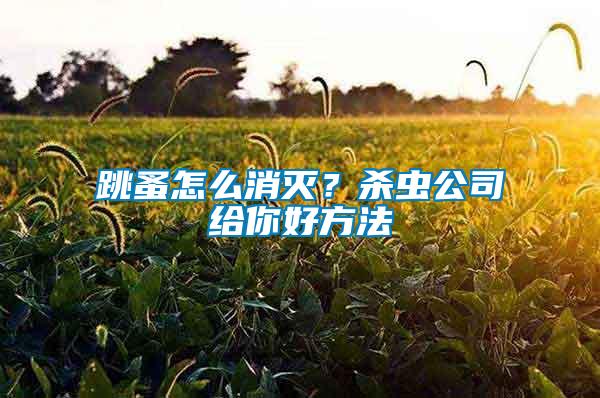 跳蚤怎么消滅？殺蟲公司給你好方法