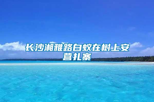 長(zhǎng)沙湘雅路白蟻在樹上安營扎寨