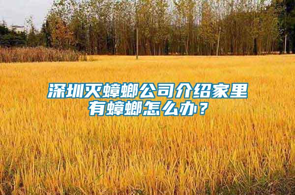 深圳滅蟑螂公司介紹家里有蟑螂怎么辦？