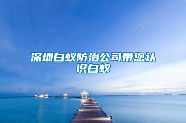 深圳白蟻防治公司帶您認識白蟻