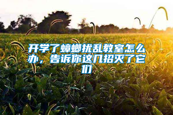 開(kāi)學(xué)了蟑螂擾亂教室怎么辦，告訴你這幾招滅了它們