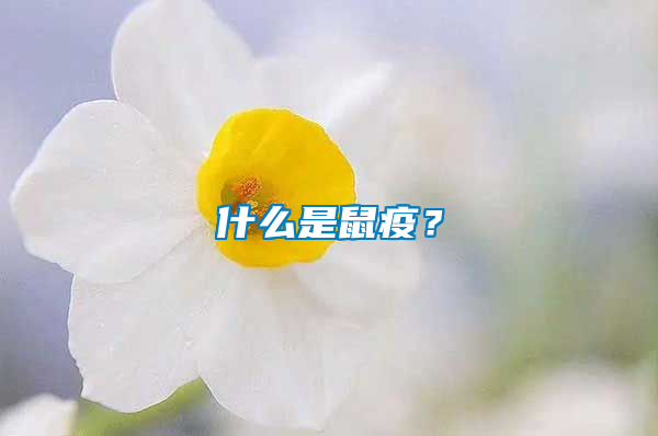 什么是鼠疫？