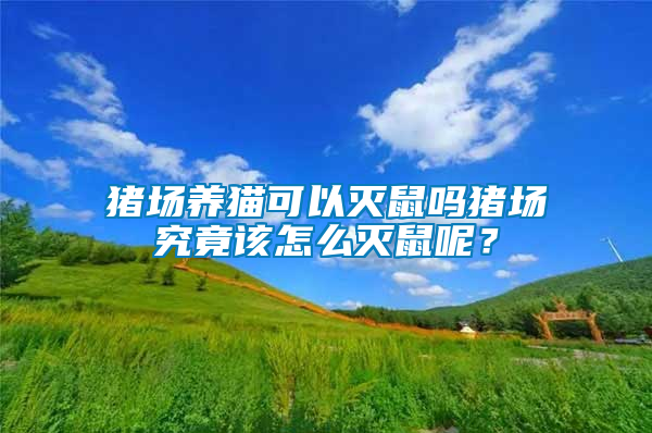 豬場養(yǎng)貓可以滅鼠嗎豬場究竟該怎么滅鼠呢？