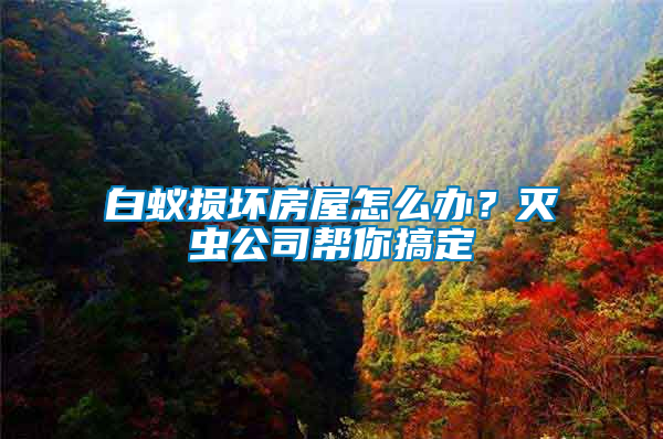 白蟻損壞房屋怎么辦？滅蟲公司幫你搞定