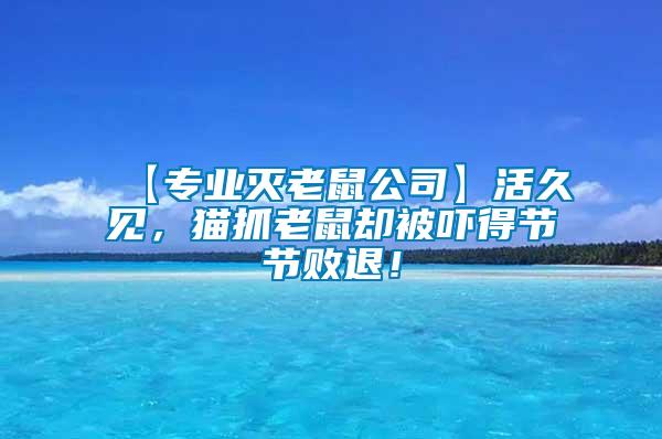 【專業(yè)滅老鼠公司】活久見，貓抓老鼠卻被嚇得節(jié)節(jié)敗退！