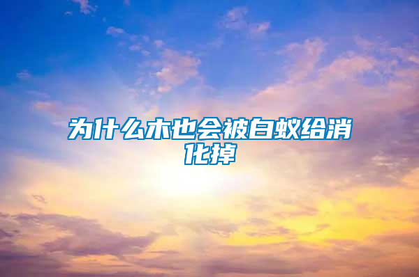 為什么木也會(huì)被白蟻給消化掉