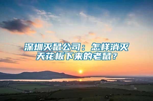 深圳滅鼠公司：怎樣消滅天花板下來的老鼠？