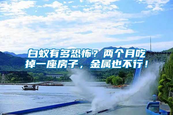 白蟻有多恐怖？?jī)蓚€(gè)月吃掉一座房子，金屬也不行！