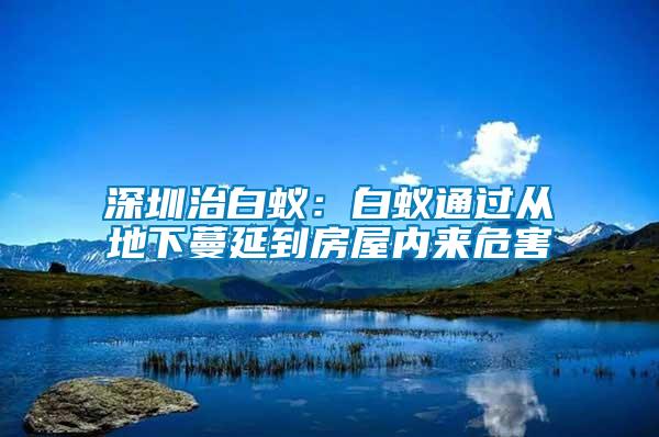 深圳治白蟻：白蟻通過從地下蔓延到房屋內(nèi)來危害