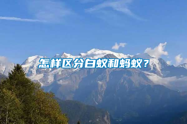 怎樣區(qū)分白蟻和螞蟻？