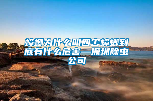 蟑螂為什么叫四害蟑螂到底有什么危害—深圳除蟲(chóng)公司