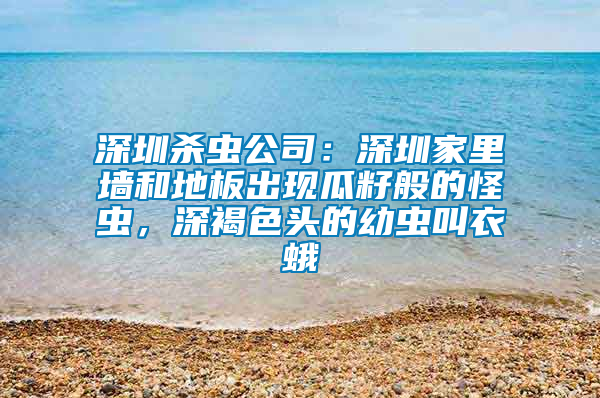 深圳殺蟲公司：深圳家里墻和地板出現(xiàn)瓜籽般的怪蟲，深褐色頭的幼蟲叫衣蛾