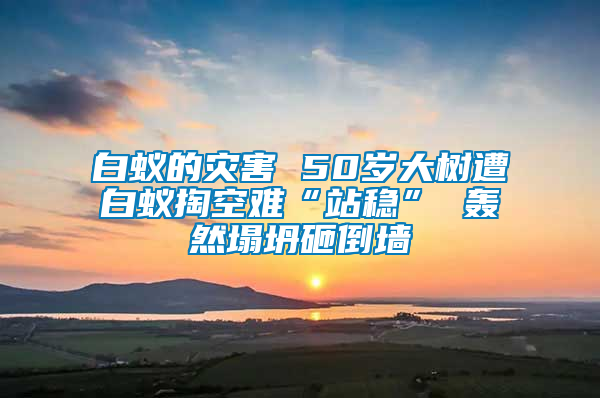 白蟻的災(zāi)害 50歲大樹(shù)遭白蟻掏空難“站穩(wěn)” 轟然塌坍砸倒墻